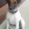Пропала собака в Адлере-Чайсовхозе