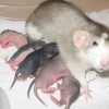 Домашние крысята