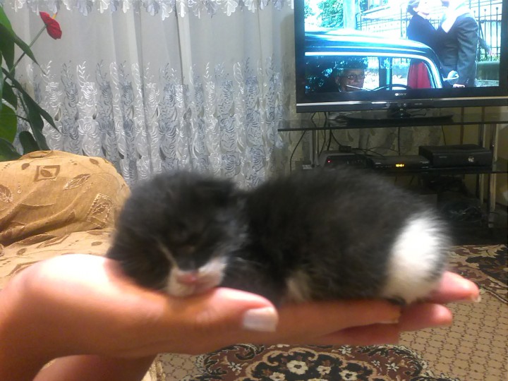 Милый котёнок очень ждёт своего хозяина!