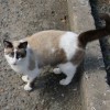 Стерилизованная сиамская кошка