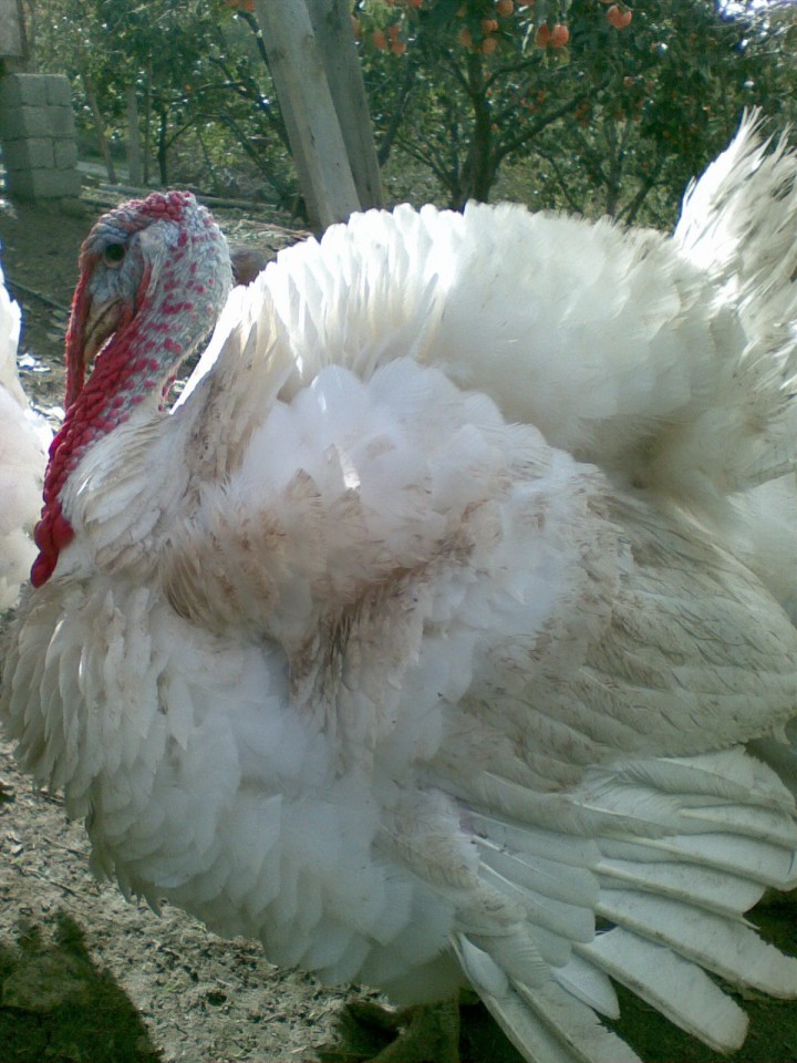 Мясо домашней птицы