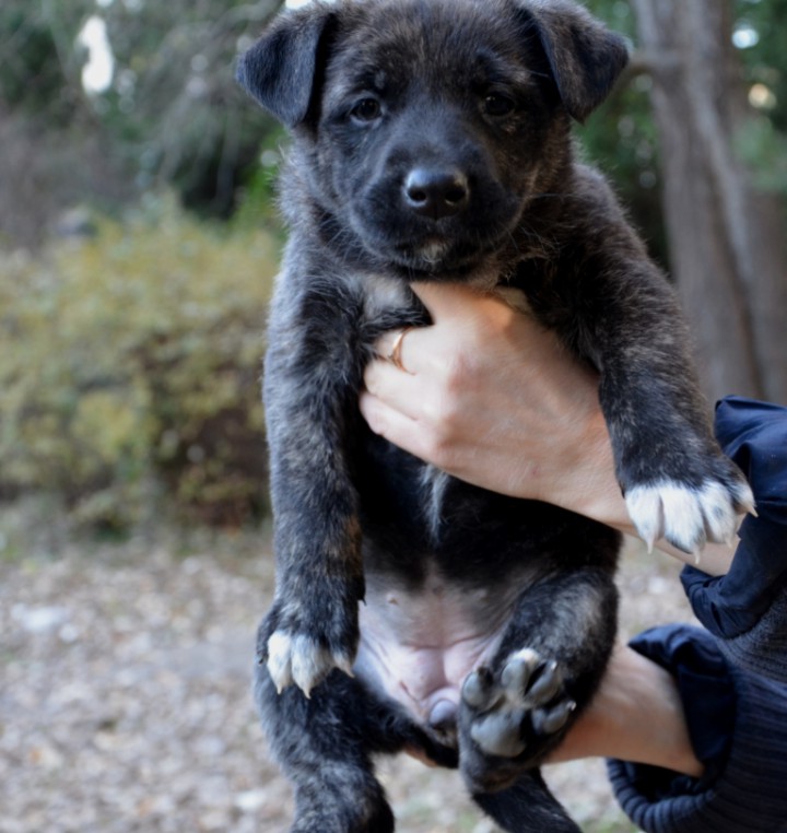 щенки  в добрые руки