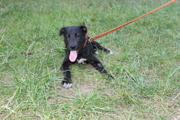 Красавица ищет дом.