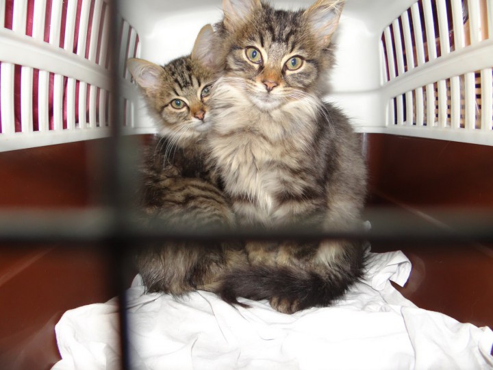 Пушистые красавцы  даром!