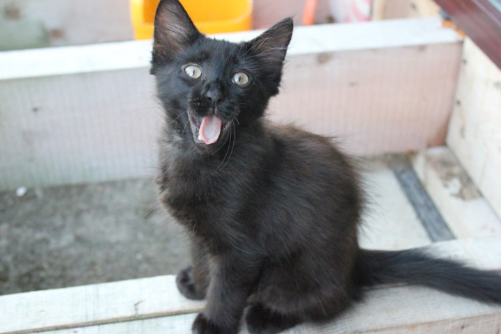 Черный, черный, черный кот)))