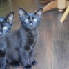 Черный, черный, черный кот)))
