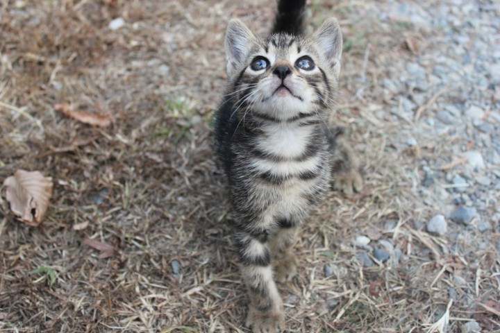 Чудо-котики)))