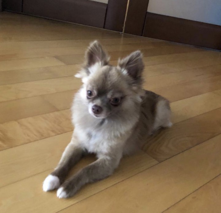 Найдена собака, ищем хозяина!