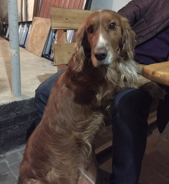 Найдена собака 