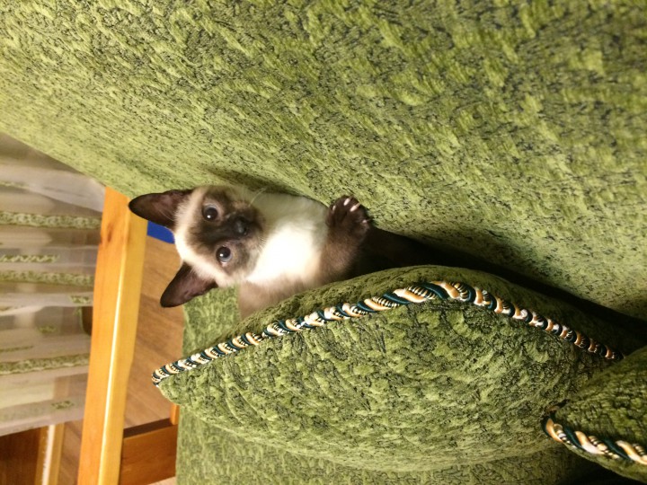 Потерялся кот любимец 