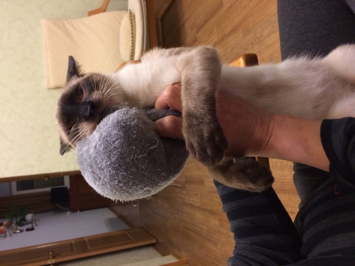 Потерялся кот любимец 