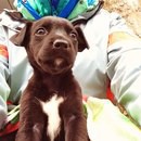 Щенок (мальчик) бесплатно в добрые руки!