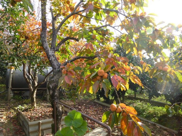 Продам дом в Адлере 80 м2 с фруктовым садом