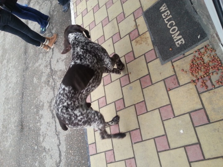 кто потелял собаку ???!!!