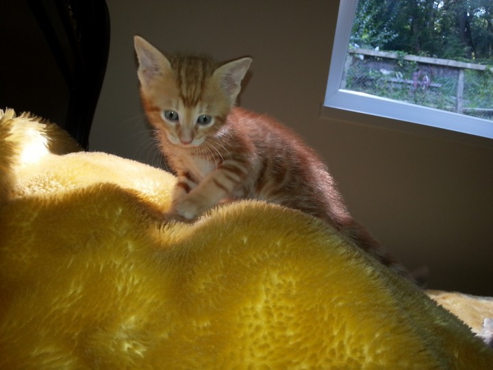 Малыши ищут семью