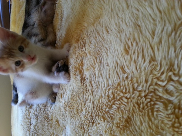 Малыши ищут семью