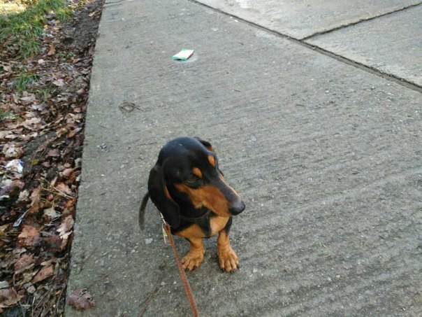 Найдена такса