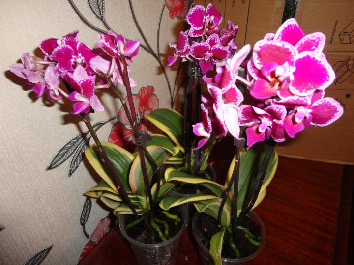Продам орхидею фаленопсис Chia E Yenlin variegata