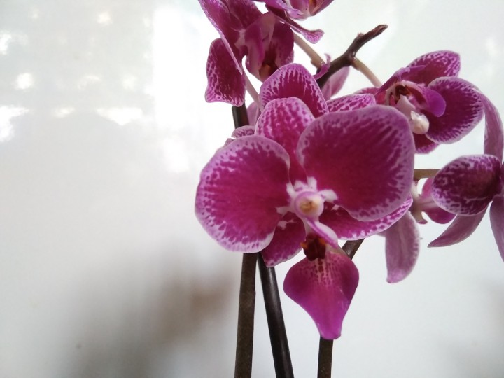 Купить орхидею в сочи. Орхидея фаленопсис chia Yenlin. Фаленопсис chia e Yenlin variegata. Chia e Yenlin фаленопсис. Чиа Вивьен Орхидея фаленопсис.
