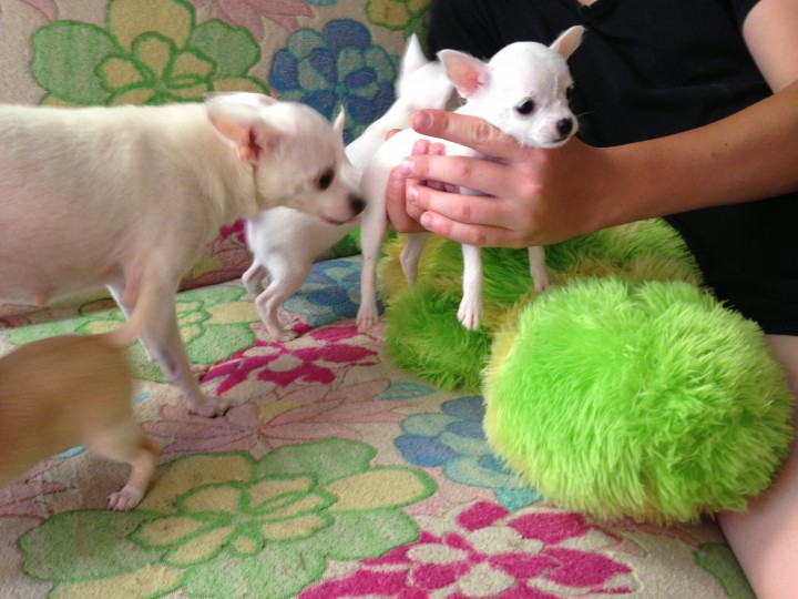 Чихомальчики