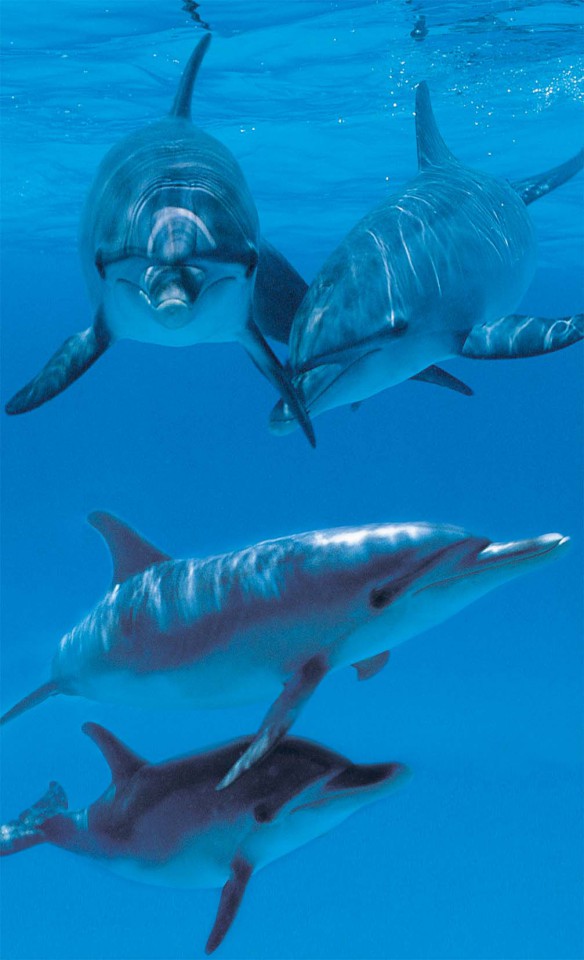   Дайвинг с дельфинами