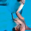   Дайвинг с дельфинами