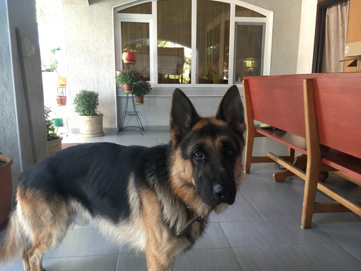 Пропал кобель немецкой овчарки