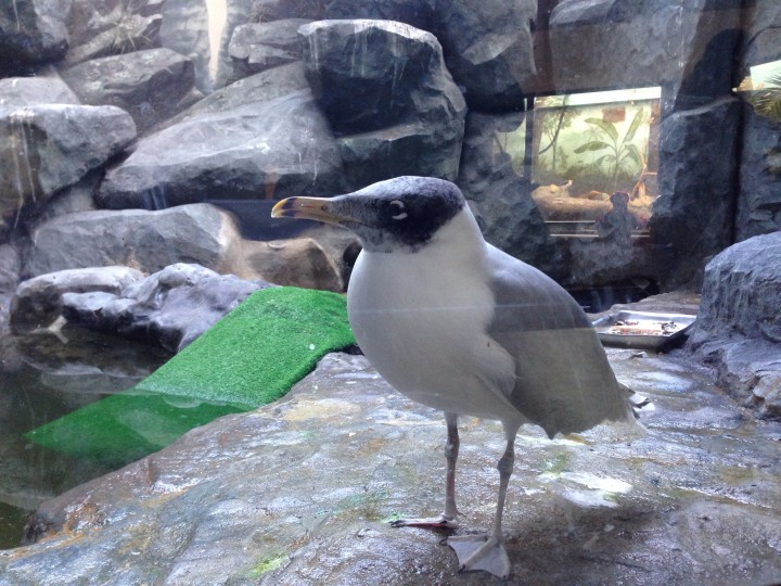 Куплю 4 билета на паралимпиаду на 8-9 марта. Любые соревнования.