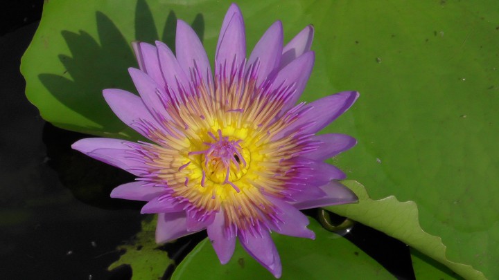 срочно куплю 4или 3 билета на закрытие паралимпиады 