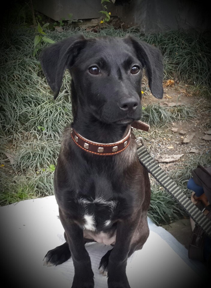 собачка в добрые ручки