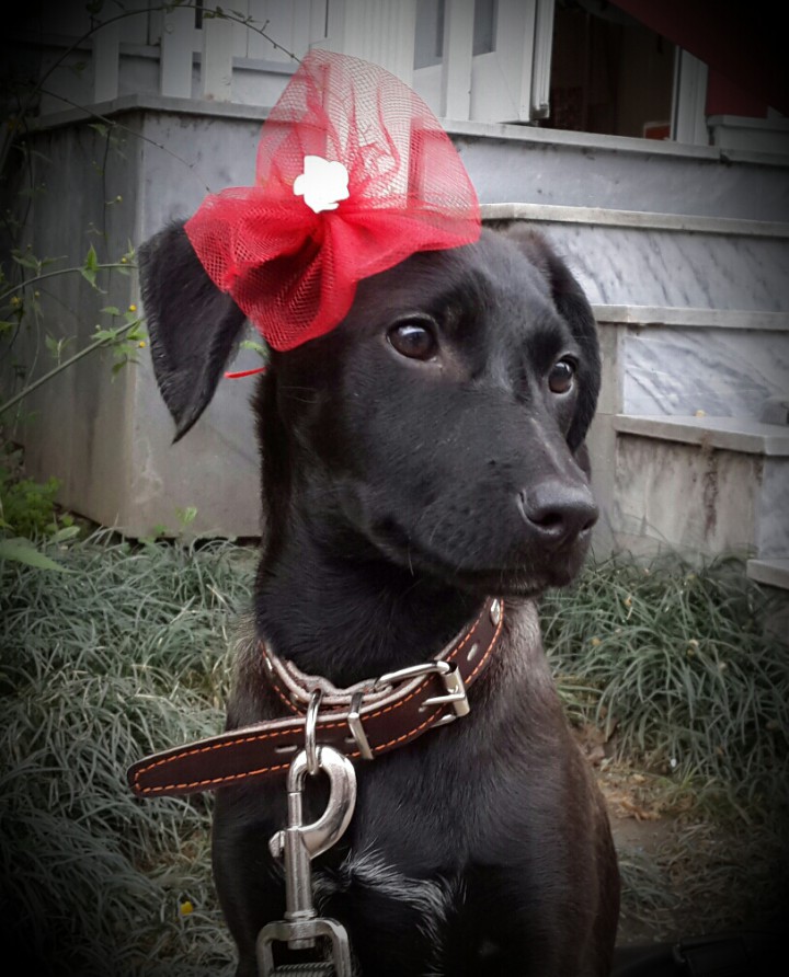 собачка в добрые ручки