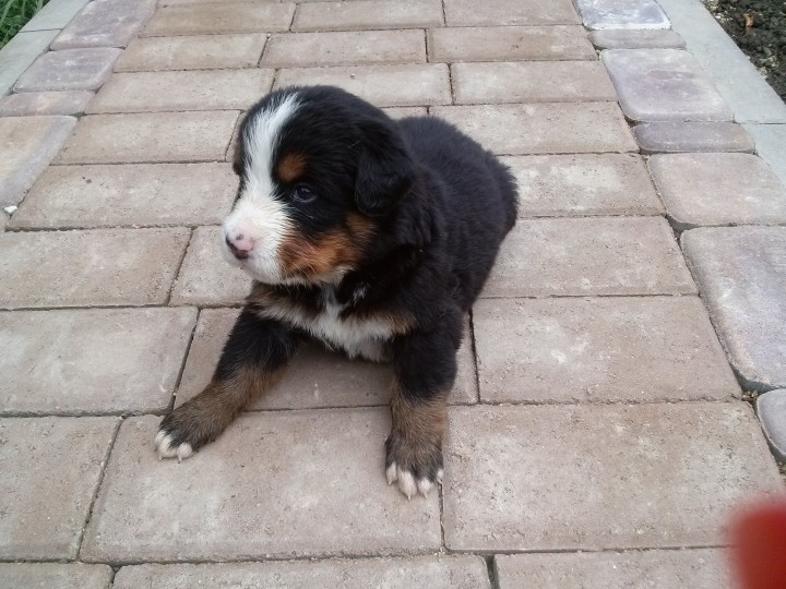 Щенки бернского зенненхунда