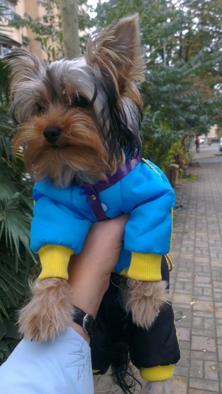 ПОМОГИТЕ НАЙТИ НАШЕГО ЛЮБИМЧИКА