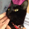 Найден черный кот с красным ошейником 