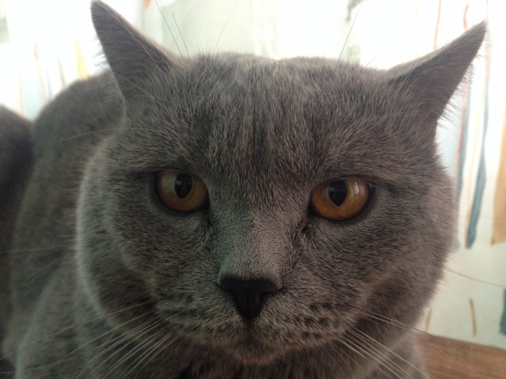 Пропал кот в районе остановки Стоматология (КСМ)