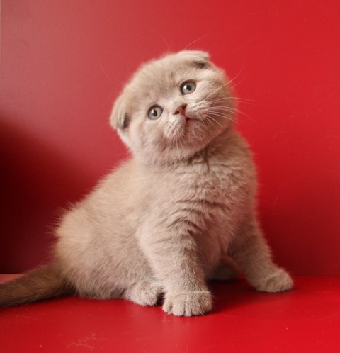 Куплю вислоухого котенка 