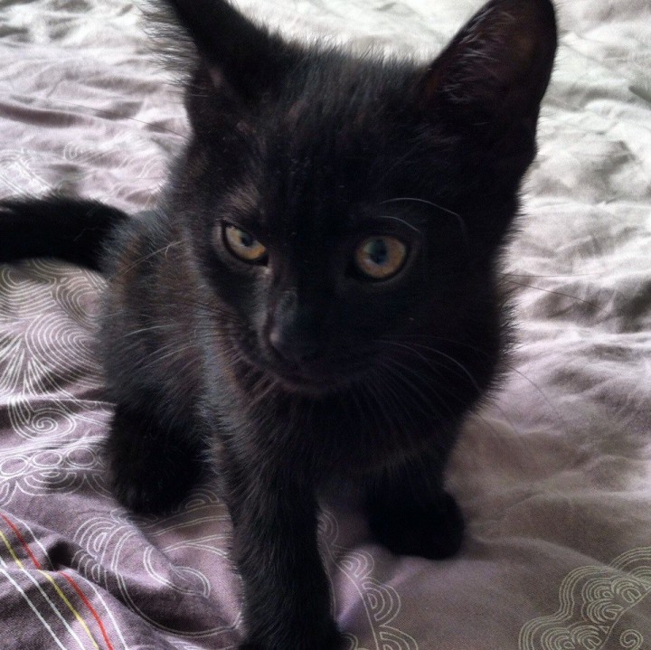 Котята ищут хозяина