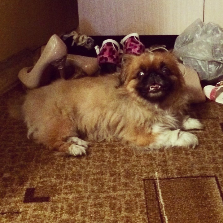 Найден пекинес девочка