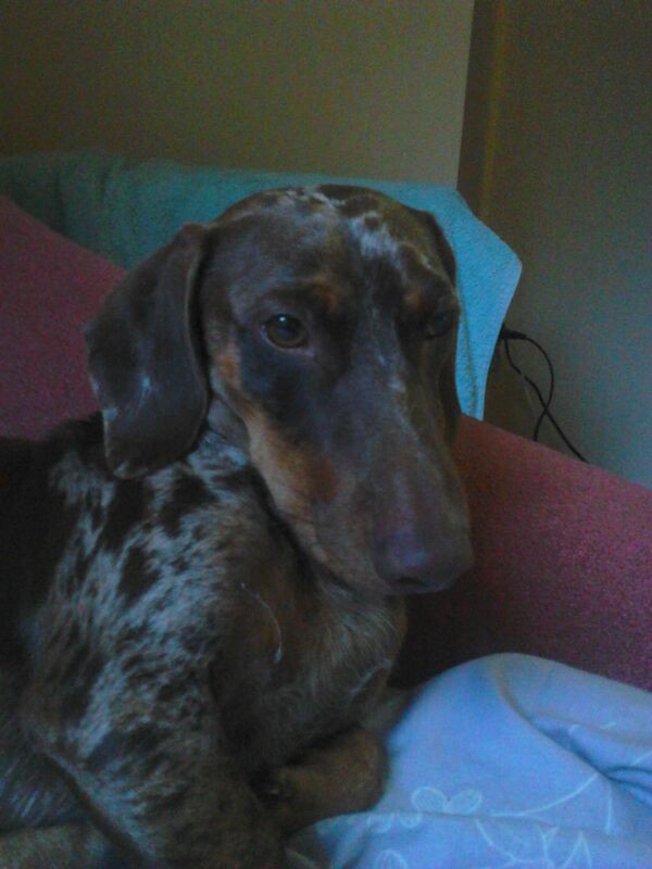 Найдена собака (молодой кобель)