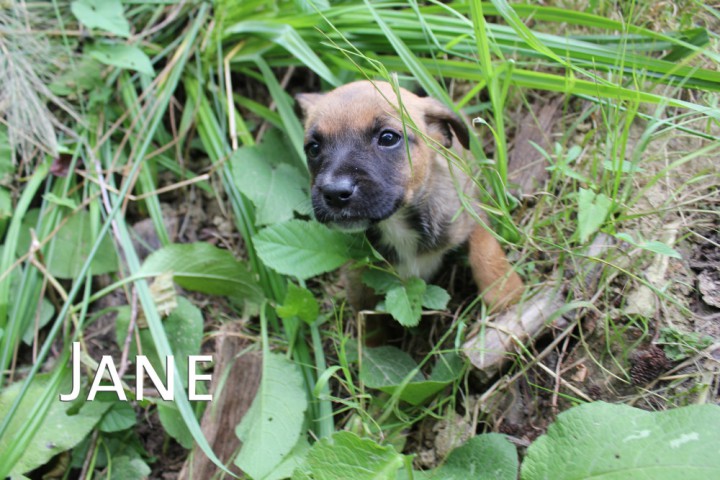 Щенки в добрые руки