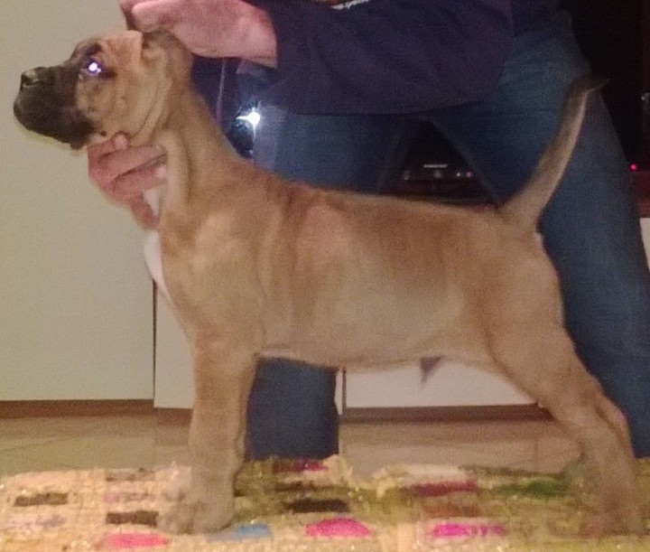 Щенки Кане Корсо. Вязка.