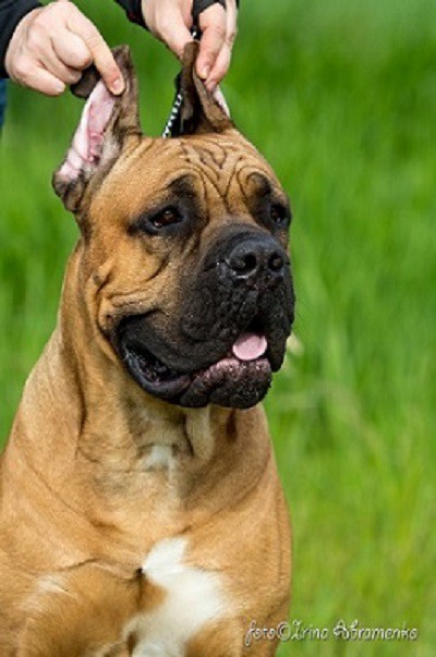 Кобель Кане Корсо. Вязка. Щенки.