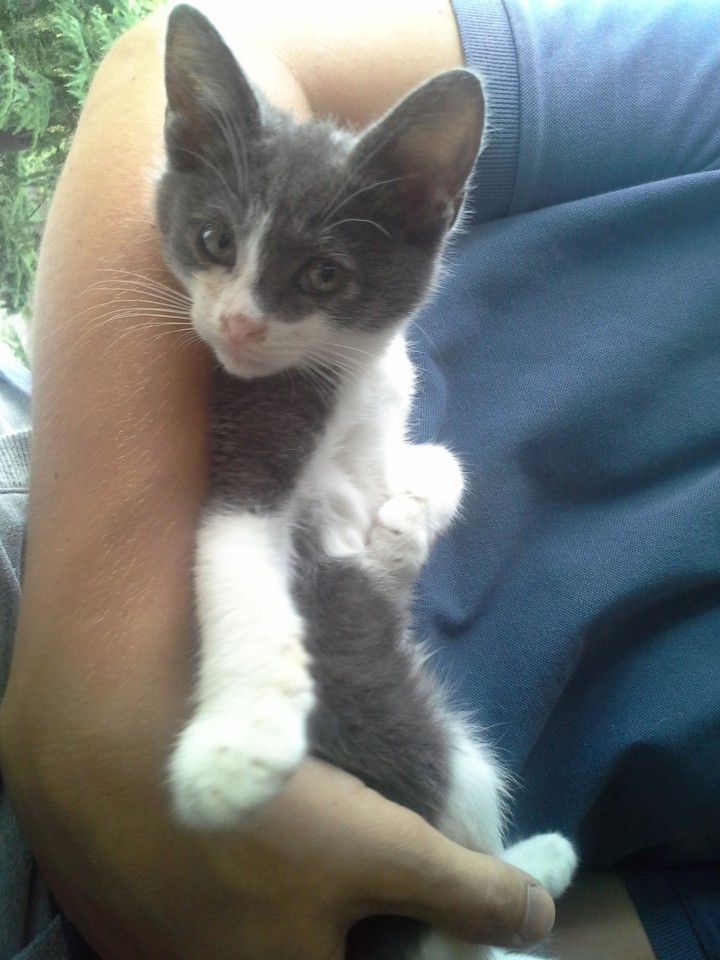 Котенок Мышка в добрые руки
