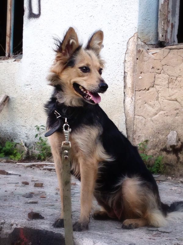 В добрые руки красавица Белла!