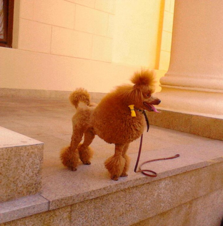 Миниатюрный пудель для вязки РКФ