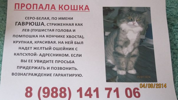 Помогите найти кошку в Адлере!