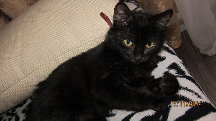 Черная молния по имени Снежок