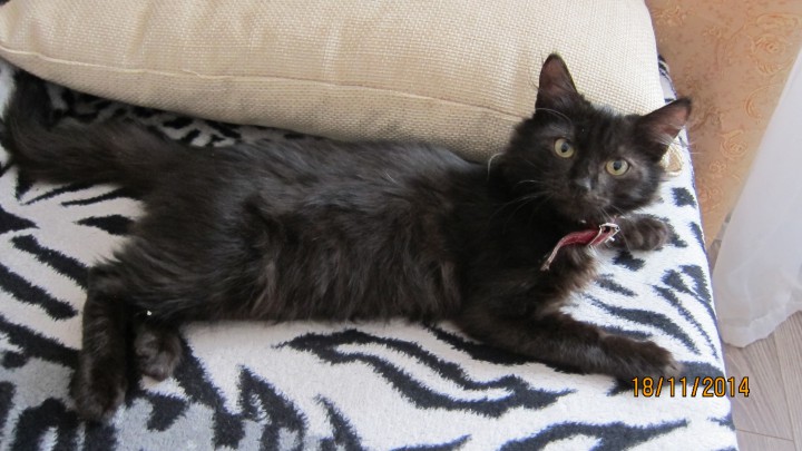 Черная молния по имени Снежок