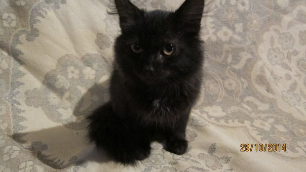 Черная молния по имени Снежок