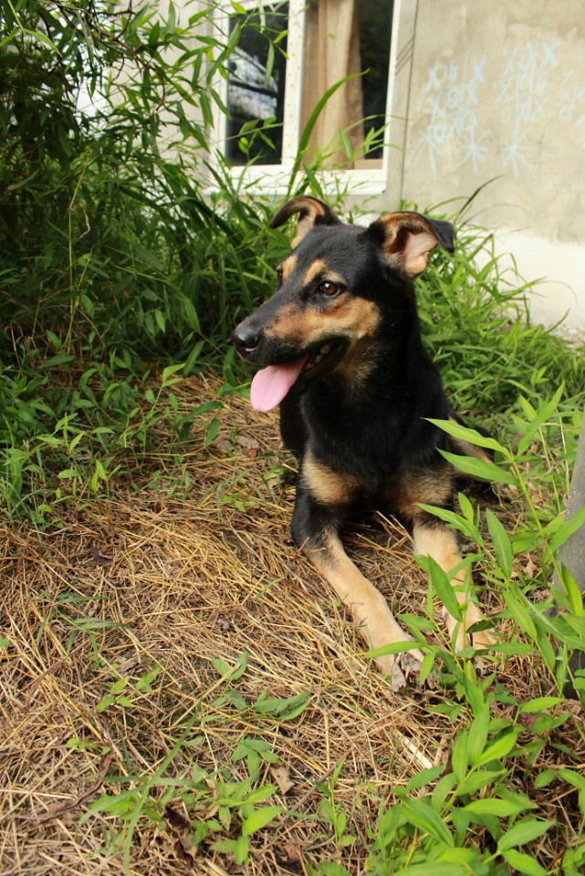 Годовалая собачка в дар